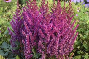 Astilbe 'Visions in Red' NEW 2022